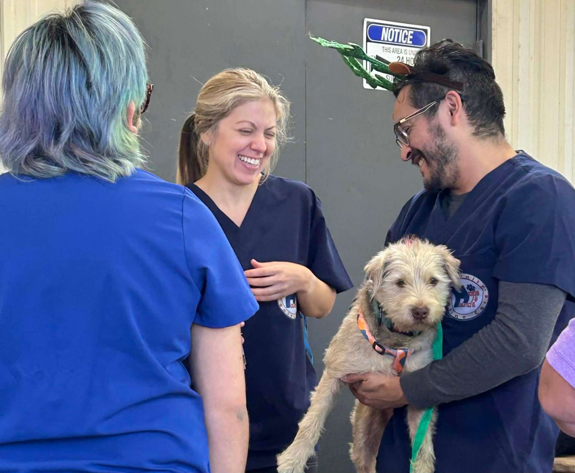 A volunteer gently examining a small dog's ear at a Hope 4 Hounds clinic